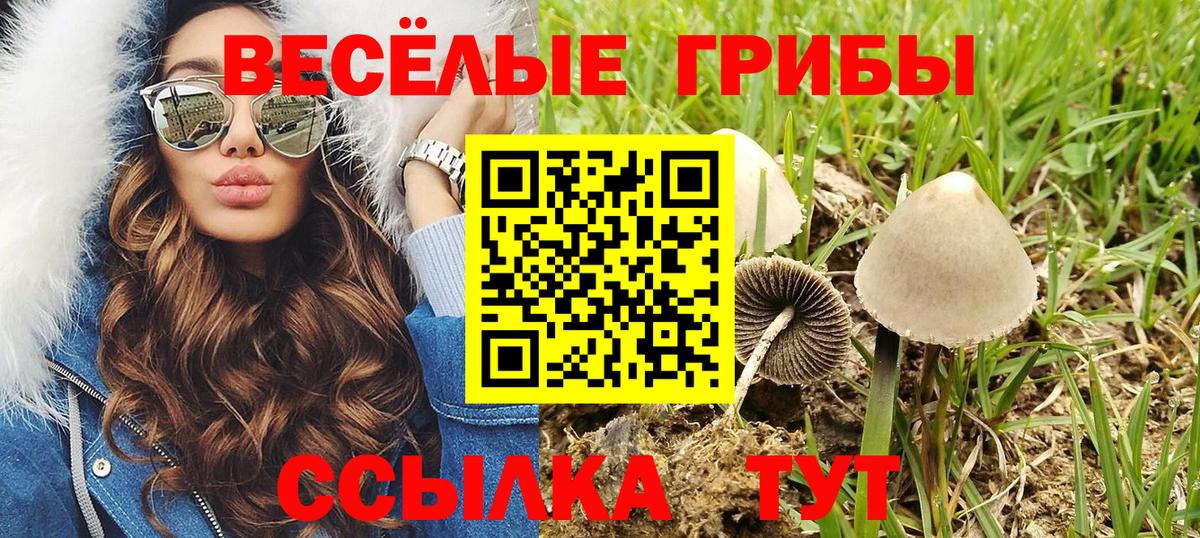 Псилоцибиновые грибы MAGIC MUSHROOMS  где найти наркотики  Щёлково  Псилоцибиновые грибы Psilocybe  Вход с VPN 